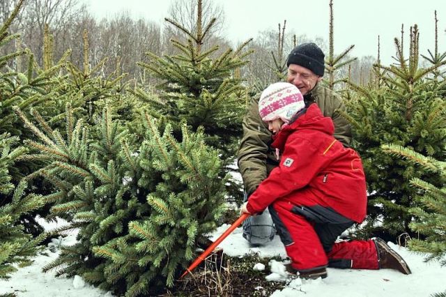 Критична ситуація в лісогосподарській галузі України потребує втручання держави